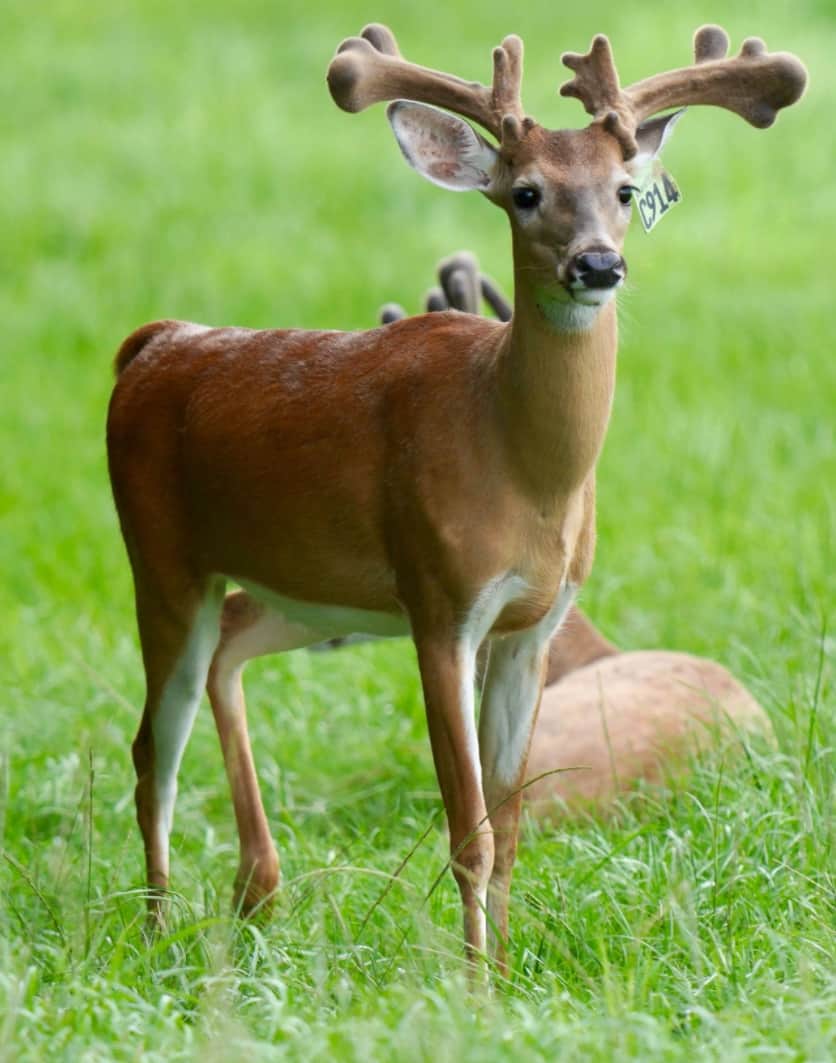 M3 Whitetails are Texas deer breeders that specialize in raising and selling whitetail Breeder Bucks, whitetail DMP Bucks, whitetail Stocker Bucks, as well as open and bred whitetail does. Big Texas Typicals are what buyers want when buying Texas DMP Bucks, Stocker Bucks, and Breeder Bucks. Our whitetail deer for sale are sure to impress prospective buyers and are priced competitively.
