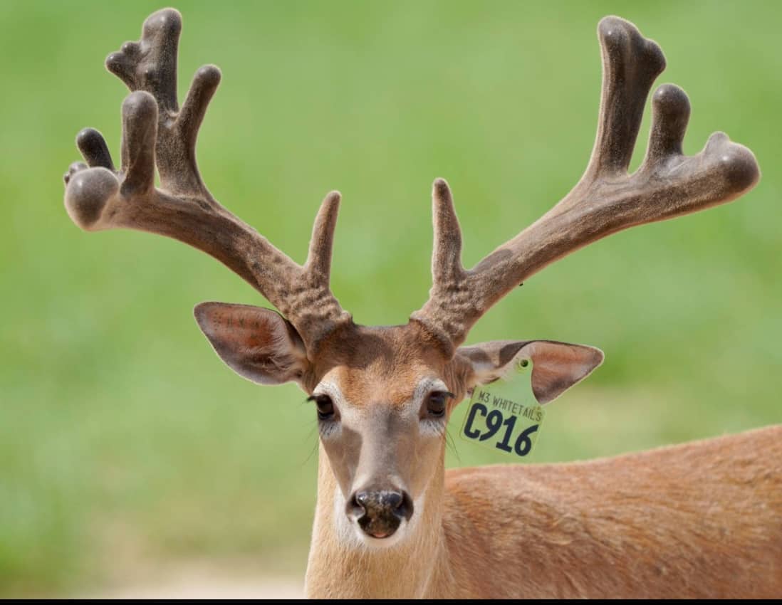 M3 Whitetails are Texas deer breeders that specialize in raising and selling whitetail Breeder Bucks, whitetail DMP Bucks, whitetail Stocker Bucks, as well as open and bred whitetail does. Big Texas Typicals are what buyers want when buying Texas DMP Bucks, Stocker Bucks, and Breeder Bucks. Our whitetail deer for sale are sure to impress prospective buyers and are priced competitively.