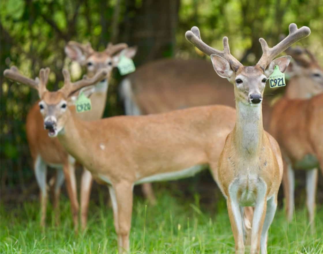 M3 Whitetails are Texas deer breeders that specialize in raising and selling whitetail Breeder Bucks, whitetail DMP Bucks, whitetail Stocker Bucks, as well as open and bred whitetail does. Big Texas Typicals are what buyers want when buying Texas DMP Bucks, Stocker Bucks, and Breeder Bucks. Our whitetail deer for sale are sure to impress prospective buyers and are priced competitively.