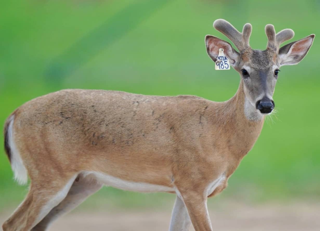 M3 Whitetails are Texas deer breeders that specialize in raising and selling whitetail Breeder Bucks, whitetail DMP Bucks, whitetail Stocker Bucks, as well as open and bred whitetail does. Big Texas Typicals are what buyers want when buying Texas DMP Bucks, Stocker Bucks, and Breeder Bucks. Our whitetail deer for sale are sure to impress prospective buyers and are priced competitively.