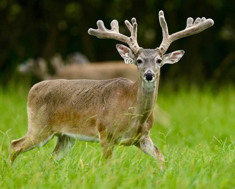 M3 Whitetails are Texas deer breeders that specialize in raising and selling whitetail Breeder Bucks, whitetail DMP Bucks, whitetail Stocker Bucks, as well as open and bred whitetail does. Big Texas Typicals are what buyers want when buying Texas DMP Bucks, Stocker Bucks, and Breeder Bucks. Our whitetail deer for sale are sure to impress prospective buyers and are priced competitively.