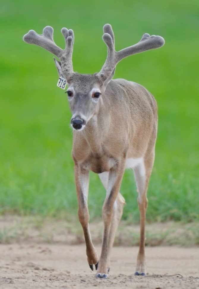 M3 Whitetails are Texas deer breeders that specialize in raising and selling whitetail Breeder Bucks, whitetail DMP Bucks, whitetail Stocker Bucks, as well as open and bred whitetail does. Big Texas Typicals are what buyers want when buying Texas DMP Bucks, Stocker Bucks, and Breeder Bucks. Our whitetail deer for sale are sure to impress prospective buyers and are priced competitively.