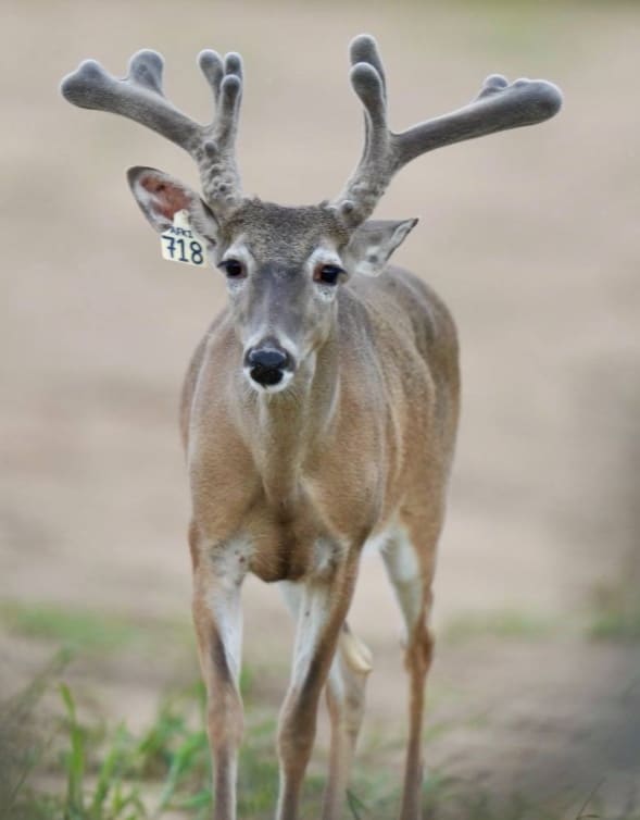 M3 Whitetails are Texas deer breeders that specialize in raising and selling whitetail Breeder Bucks, whitetail DMP Bucks, whitetail Stocker Bucks, as well as open and bred whitetail does. Big Texas Typicals are what buyers want when buying Texas DMP Bucks, Stocker Bucks, and Breeder Bucks. Our whitetail deer for sale are sure to impress prospective buyers and are priced competitively.
