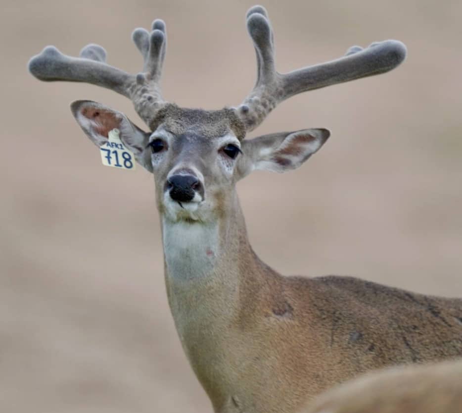 M3 Whitetails are Texas deer breeders that specialize in raising and selling whitetail Breeder Bucks, whitetail DMP Bucks, whitetail Stocker Bucks, as well as open and bred whitetail does. Big Texas Typicals are what buyers want when buying Texas DMP Bucks, Stocker Bucks, and Breeder Bucks. Our whitetail deer for sale are sure to impress prospective buyers and are priced competitively.