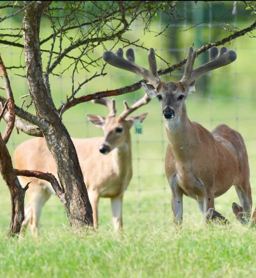 This M3 Whitetails buck is growing out nicely at our Texas whitetail deer farm. M3 Whitetails are Texas deer breeders that specialize in raising and selling whitetail Breeder Bucks, whitetail DMP Bucks, whitetail Stocker Bucks, as well as open and bred whitetail does. Big Texas Typicals are what buyers want when buying Texas DMP Bucks, Stocker Bucks, and Breeder Bucks. Our whitetail deer for sale are sure to impress prospective buyers and are priced competitively.