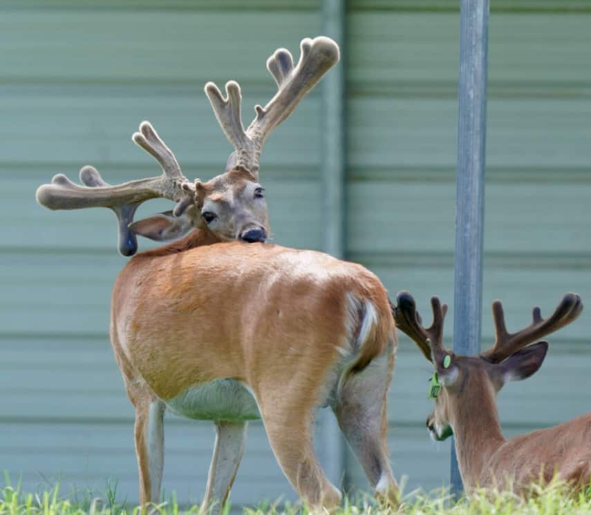 This M3 Whitetails buck is growing out nicely at our Texas whitetail deer farm. M3 Whitetails are Texas deer breeders that specialize in raising and selling whitetail Breeder Bucks, whitetail DMP Bucks, whitetail Stocker Bucks, as well as open and bred whitetail does. Big Texas Typicals are what buyers want when buying Texas DMP Bucks, Stocker Bucks, and Breeder Bucks. Our whitetail deer for sale are sure to impress prospective buyers and are priced competitively.