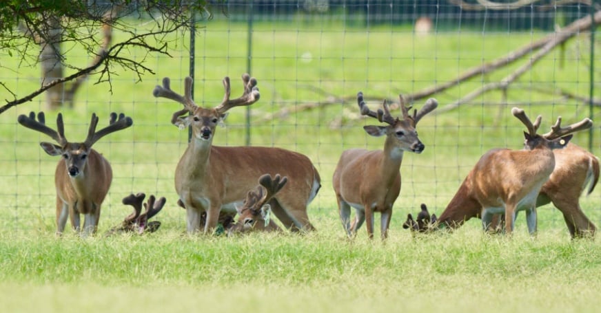 This M3 Whitetails buck is growing out nicely at our Texas whitetail deer farm. M3 Whitetails are Texas deer breeders that specialize in raising and selling whitetail Breeder Bucks, whitetail DMP Bucks, whitetail Stocker Bucks, as well as open and bred whitetail does. Big Texas Typicals are what buyers want when buying Texas DMP Bucks, Stocker Bucks, and Breeder Bucks. Our whitetail deer for sale are sure to impress prospective buyers and are priced competitively.