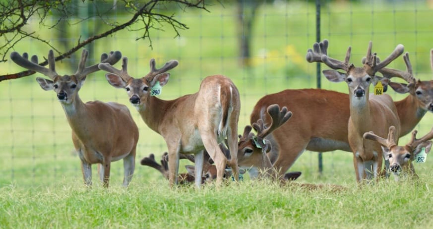 This M3 Whitetails buck is growing out nicely at our Texas whitetail deer farm. M3 Whitetails are Texas deer breeders that specialize in raising and selling whitetail Breeder Bucks, whitetail DMP Bucks, whitetail Stocker Bucks, as well as open and bred whitetail does. Big Texas Typicals are what buyers want when buying Texas DMP Bucks, Stocker Bucks, and Breeder Bucks. Our whitetail deer for sale are sure to impress prospective buyers and are priced competitively.