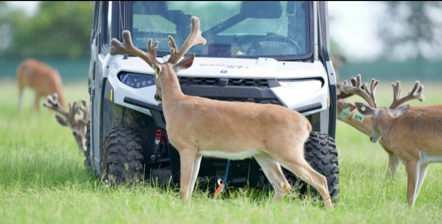 This M3 Whitetails buck is growing out nicely at our Texas whitetail deer farm. M3 Whitetails are Texas deer breeders that specialize in raising and selling whitetail Breeder Bucks, whitetail DMP Bucks, whitetail Stocker Bucks, as well as open and bred whitetail does. Big Texas Typicals are what buyers want when buying Texas DMP Bucks, Stocker Bucks, and Breeder Bucks. Our whitetail deer for sale are sure to impress prospective buyers and are priced competitively.