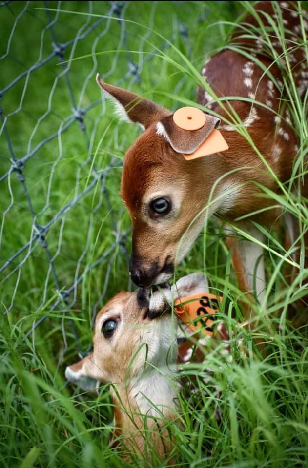 M3 Whitetails are Texas deer breeders that specialize in raising and selling whitetail Breeder Bucks, whitetail DMP Bucks, whitetail Stocker Bucks, as well as open and bred whitetail does. Big Texas Typicals are what buyers want when buying Texas DMP Bucks, Stocker Bucks, and Breeder Bucks. Our whitetail deer for sale are sure to impress prospective buyers and are priced competitively.