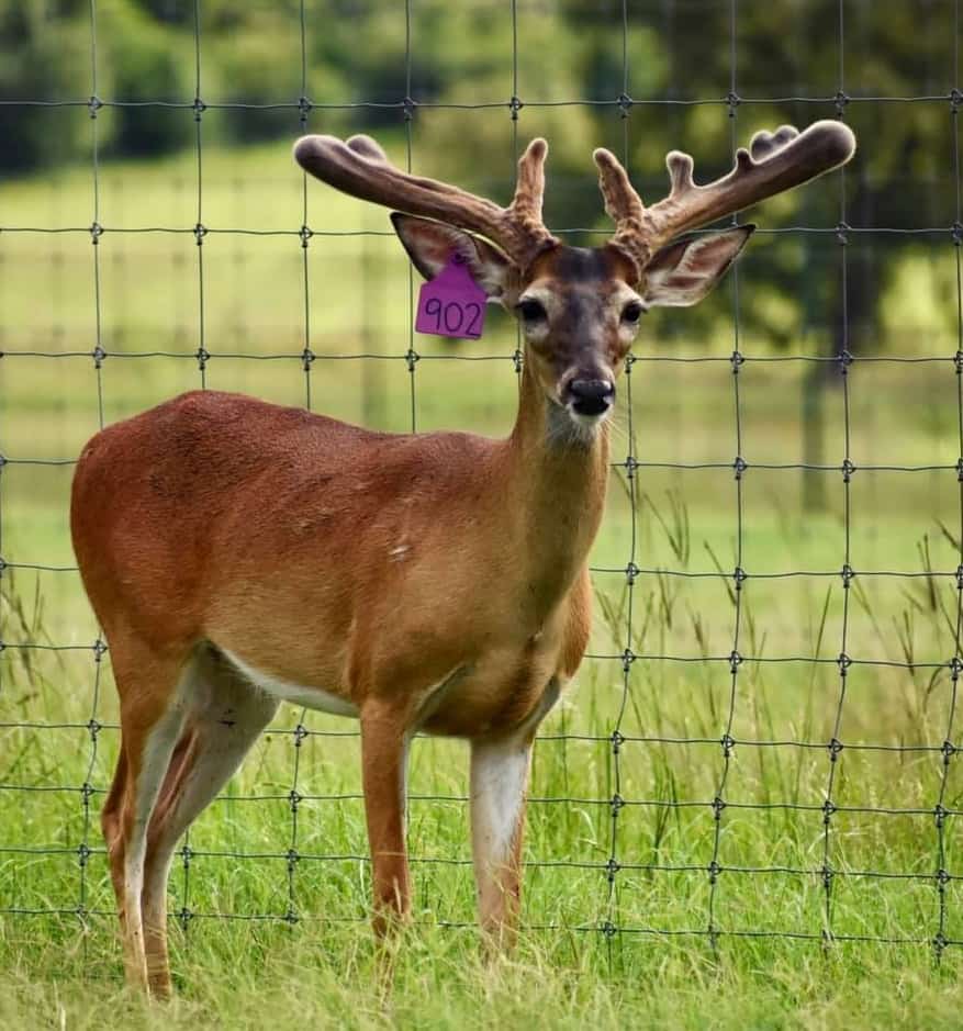 M3 Whitetails are Texas deer breeders that specialize in raising and selling whitetail Breeder Bucks, whitetail DMP Bucks, whitetail Stocker Bucks, as well as open and bred whitetail does. Big Texas Typicals are what buyers want when buying Texas DMP Bucks, Stocker Bucks, and Breeder Bucks. Our whitetail deer for sale are sure to impress prospective buyers and are priced competitively.