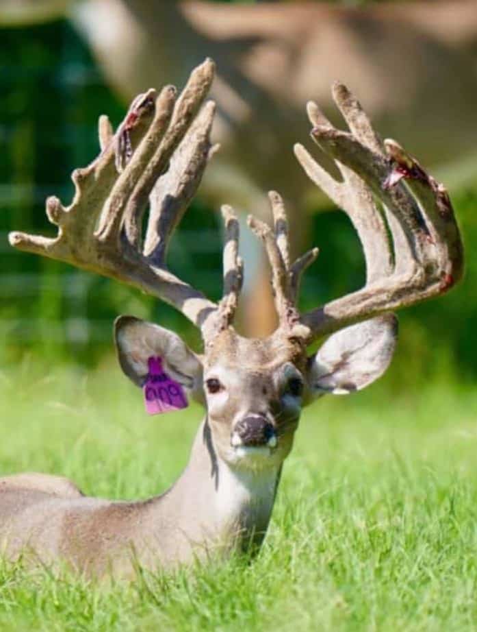 M3 Whitetails are Texas deer breeders that specialize in raising and selling whitetail Breeder Bucks, whitetail DMP Bucks, whitetail Stocker Bucks, as well as open and bred whitetail does. Big Texas Typicals are what buyers want when buying Texas DMP Bucks, Stocker Bucks, and Breeder Bucks. Our whitetail deer for sale are sure to impress prospective buyers and are priced competitively.