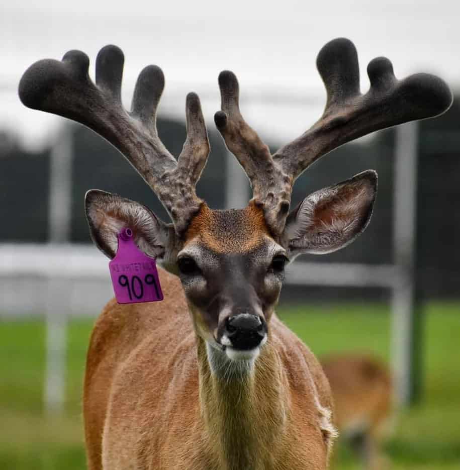 M3 Whitetails are Texas deer breeders that specialize in raising and selling whitetail Breeder Bucks, whitetail DMP Bucks, whitetail Stocker Bucks, as well as open and bred whitetail does. Big Texas Typicals are what buyers want when buying Texas DMP Bucks, Stocker Bucks, and Breeder Bucks. Our whitetail deer for sale are sure to impress prospective buyers and are priced competitively.