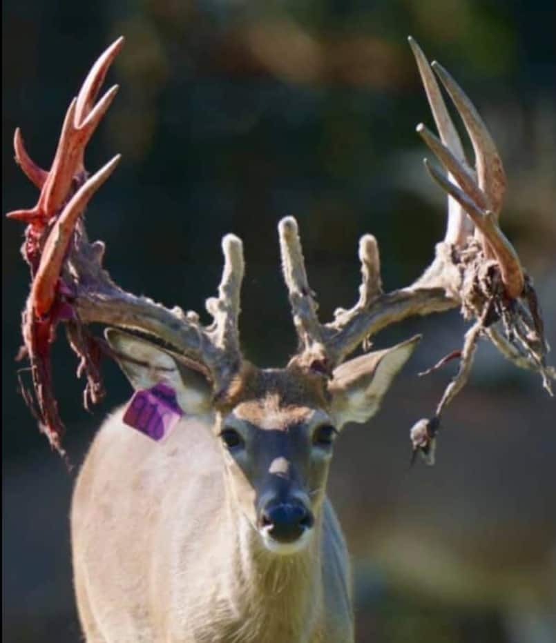 M3 Whitetails are Texas deer breeders that specialize in raising and selling whitetail Breeder Bucks, whitetail DMP Bucks, whitetail Stocker Bucks, as well as open and bred whitetail does. Big Texas Typicals are what buyers want when buying Texas DMP Bucks, Stocker Bucks, and Breeder Bucks. Our whitetail deer for sale are sure to impress prospective buyers and are priced competitively.