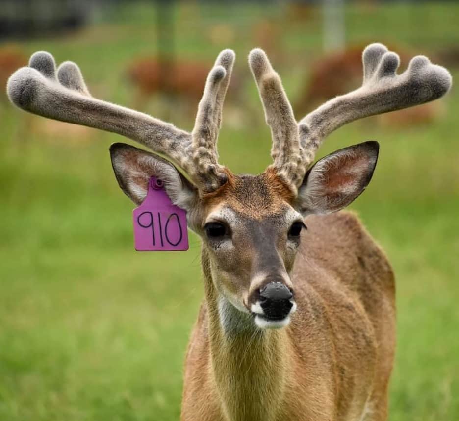 M3 Whitetails are Texas deer breeders that specialize in raising and selling whitetail Breeder Bucks, whitetail DMP Bucks, whitetail Stocker Bucks, as well as open and bred whitetail does. Big Texas Typicals are what buyers want when buying Texas DMP Bucks, Stocker Bucks, and Breeder Bucks. Our whitetail deer for sale are sure to impress prospective buyers and are priced competitively.