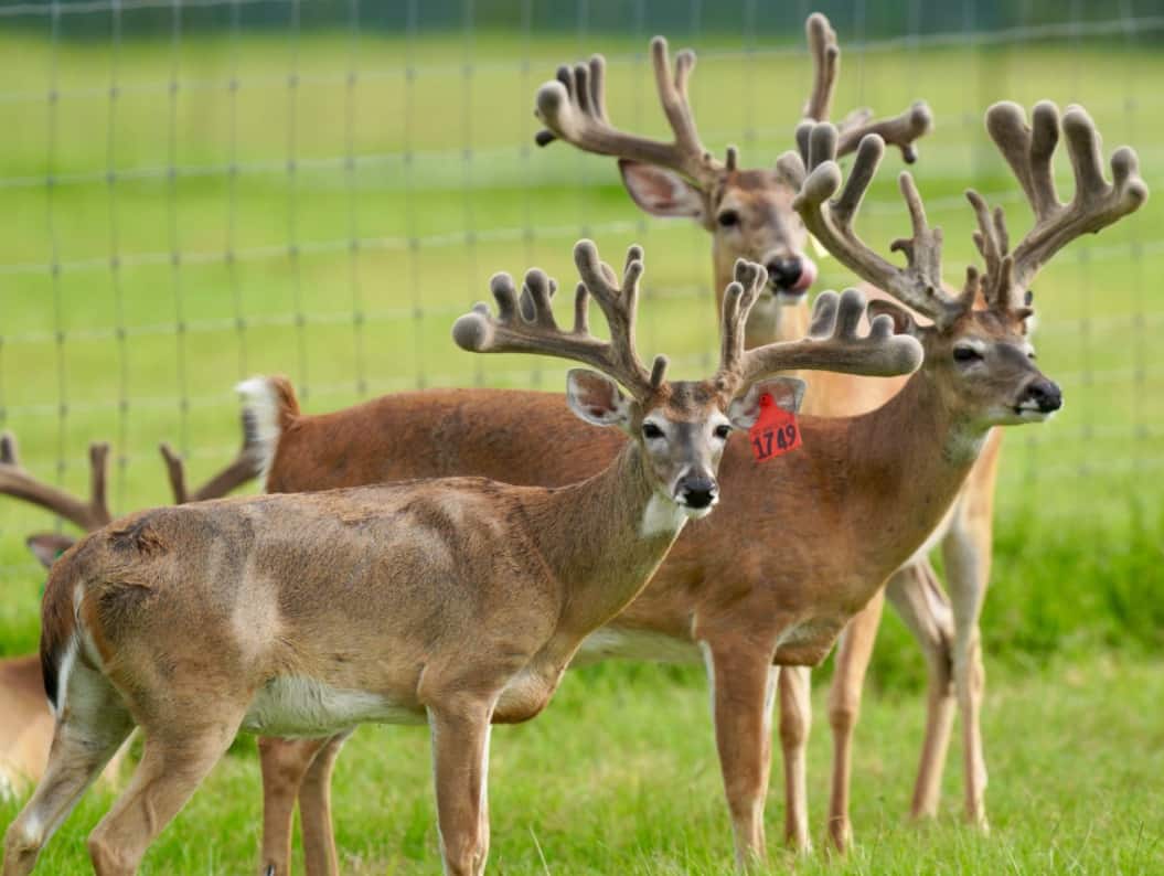 M3 Whitetails are Texas deer breeders that specialize in raising and selling whitetail Breeder Bucks, whitetail DMP Bucks, whitetail Stocker Bucks, as well as open and bred whitetail does. Big Texas Typicals are what buyers want when buying Texas DMP Bucks, Stocker Bucks, and Breeder Bucks. Our whitetail deer for sale are sure to impress prospective buyers and are priced competitively.