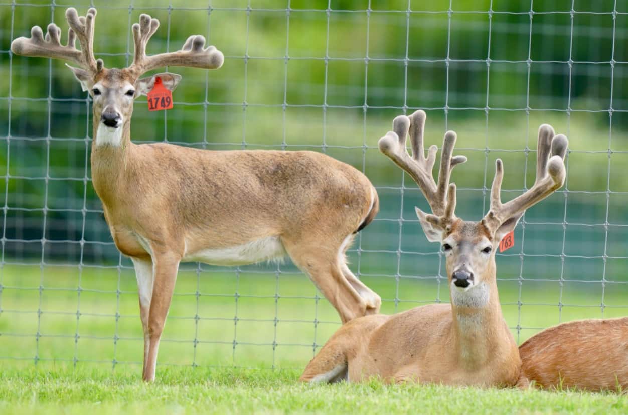 M3 Whitetails are Texas deer breeders that specialize in raising and selling whitetail Breeder Bucks, whitetail DMP Bucks, whitetail Stocker Bucks, as well as open and bred whitetail does. Big Texas Typicals are what buyers want when buying Texas DMP Bucks, Stocker Bucks, and Breeder Bucks. Our whitetail deer for sale are sure to impress prospective buyers and are priced competitively.