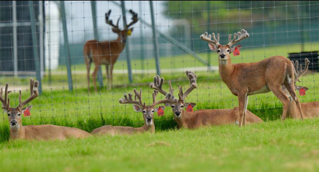 M3 Whitetails are Texas deer breeders that specialize in raising and selling whitetail Breeder Bucks, whitetail DMP Bucks, whitetail Stocker Bucks, as well as open and bred whitetail does. Big Texas Typicals are what buyers want when buying Texas DMP Bucks, Stocker Bucks, and Breeder Bucks. Our whitetail deer for sale are sure to impress prospective buyers and are priced competitively.