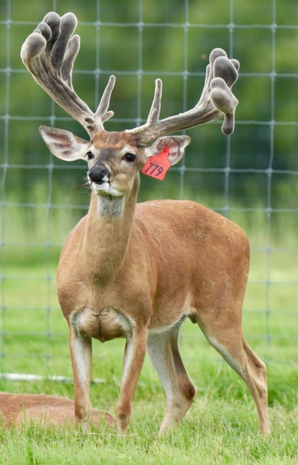 M3 Whitetails are Texas deer breeders that specialize in raising and selling whitetail Breeder Bucks, whitetail DMP Bucks, whitetail Stocker Bucks, as well as open and bred whitetail does. Big Texas Typicals are what buyers want when buying Texas DMP Bucks, Stocker Bucks, and Breeder Bucks. Our whitetail deer for sale are sure to impress prospective buyers and are priced competitively.