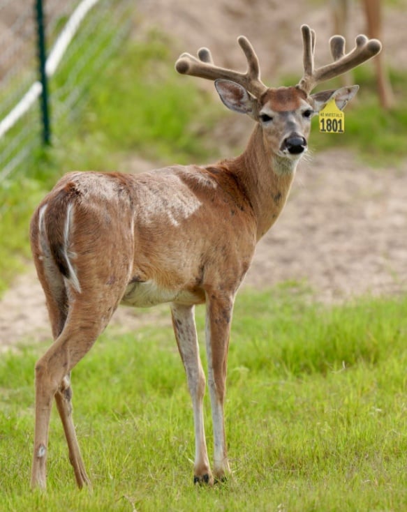 M3 Whitetails are Texas deer breeders that specialize in raising and selling whitetail Breeder Bucks, whitetail DMP Bucks, whitetail Stocker Bucks, as well as open and bred whitetail does. Big Texas Typicals are what buyers want when buying Texas DMP Bucks, Stocker Bucks, and Breeder Bucks. Our whitetail deer for sale are sure to impress prospective buyers and are priced competitively.