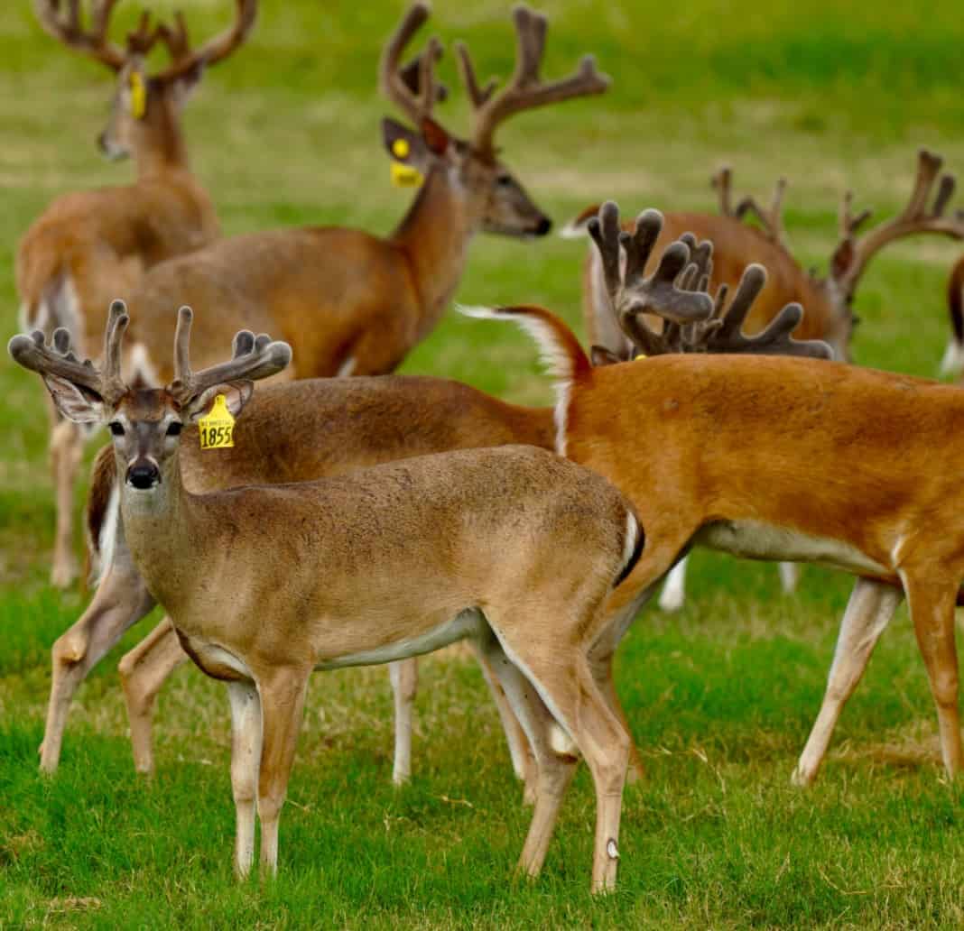 M3 Whitetails are Texas deer breeders that specialize in raising and selling whitetail Breeder Bucks, whitetail DMP Bucks, whitetail Stocker Bucks, as well as open and bred whitetail does. Big Texas Typicals are what buyers want when buying Texas DMP Bucks, Stocker Bucks, and Breeder Bucks. Our whitetail deer for sale are sure to impress prospective buyers and are priced competitively.