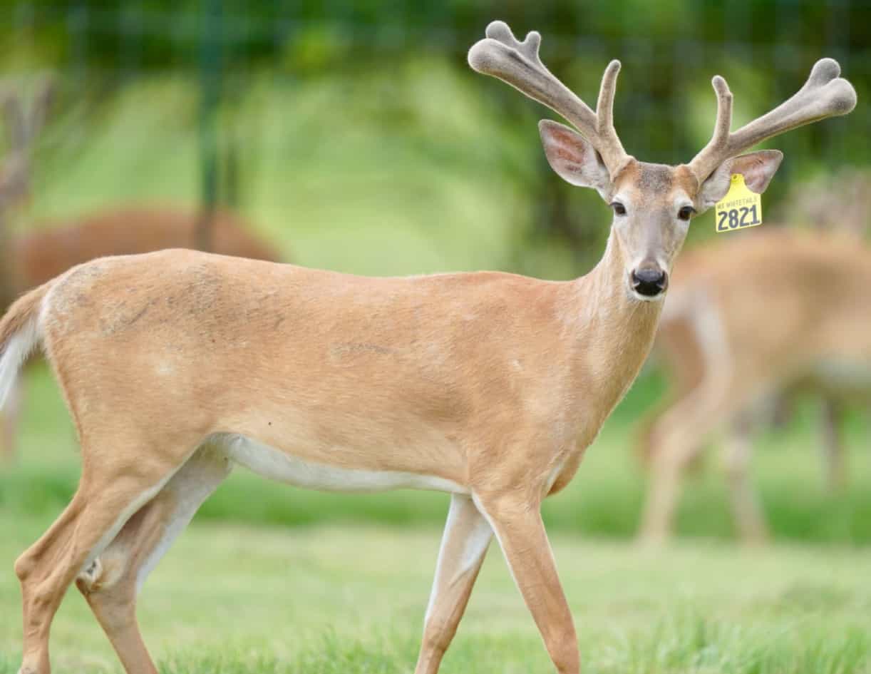 M3 Whitetails are Texas deer breeders that specialize in raising and selling whitetail Breeder Bucks, whitetail DMP Bucks, whitetail Stocker Bucks, as well as open and bred whitetail does. Big Texas Typicals are what buyers want when buying Texas DMP Bucks, Stocker Bucks, and Breeder Bucks. Our whitetail deer for sale are sure to impress prospective buyers and are priced competitively.