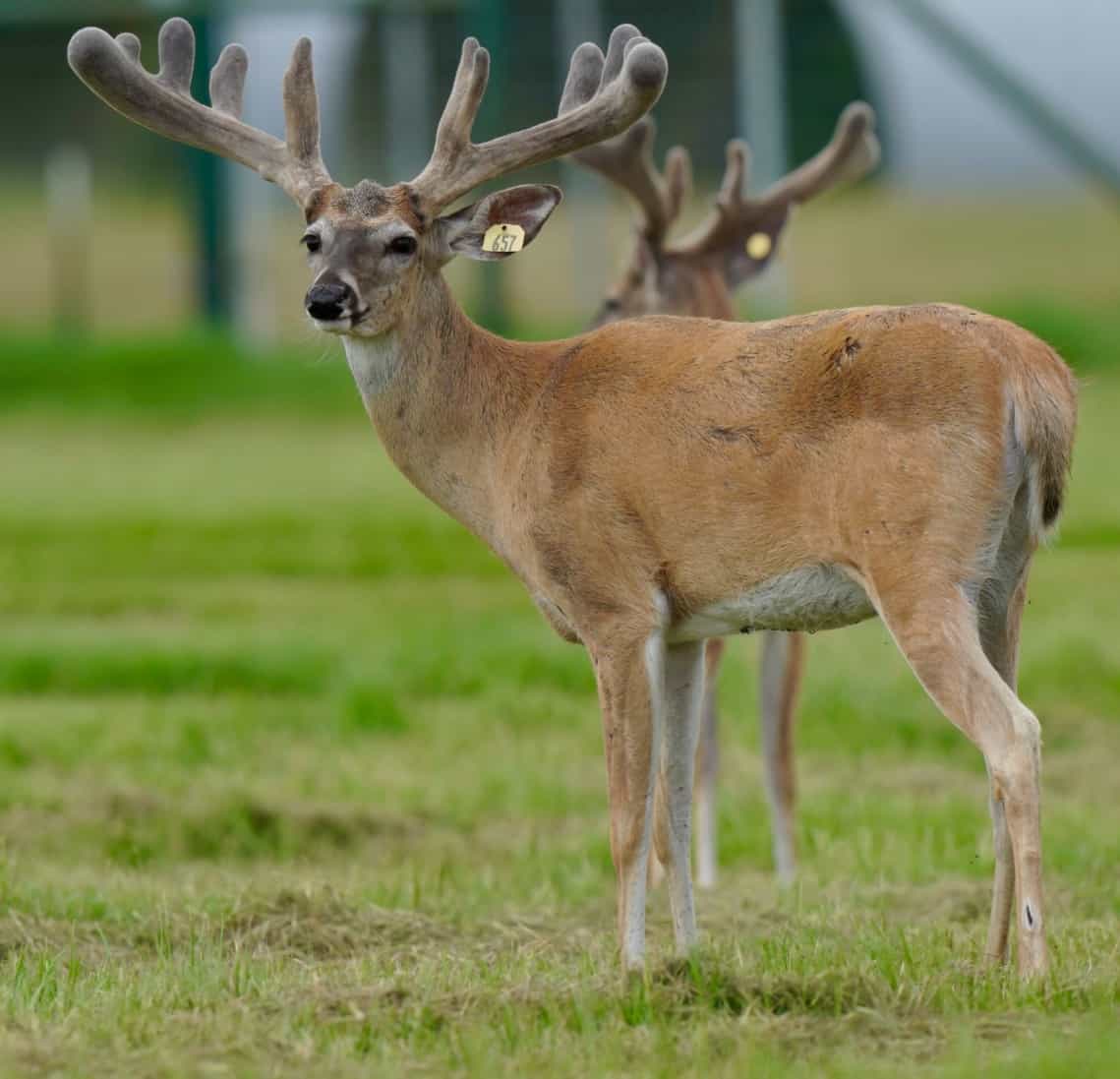 M3 Whitetails are Texas deer breeders that specialize in raising and selling whitetail Breeder Bucks, whitetail DMP Bucks, whitetail Stocker Bucks, as well as open and bred whitetail does. Big Texas Typicals are what buyers want when buying Texas DMP Bucks, Stocker Bucks, and Breeder Bucks. Our whitetail deer for sale are sure to impress prospective buyers and are priced competitively.