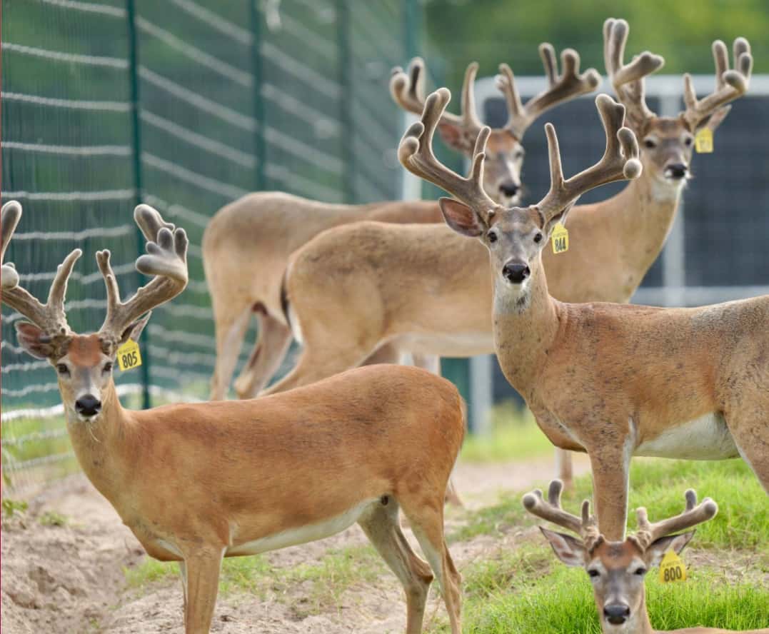 M3 Whitetails are Texas deer breeders that specialize in raising and selling whitetail Breeder Bucks, whitetail DMP Bucks, whitetail Stocker Bucks, as well as open and bred whitetail does. Big Texas Typicals are what buyers want when buying Texas DMP Bucks, Stocker Bucks, and Breeder Bucks. Our whitetail deer for sale are sure to impress prospective buyers and are priced competitively.