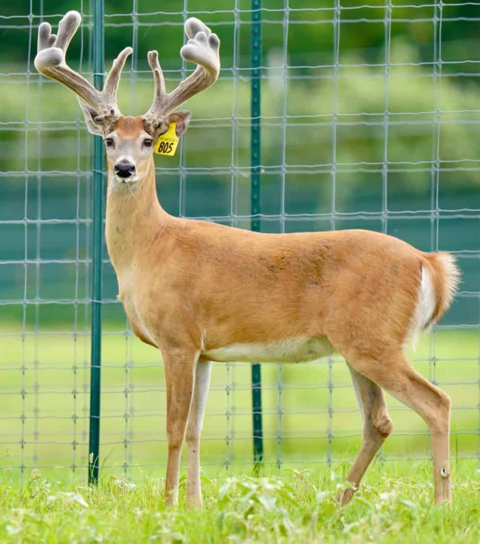 M3 Whitetails are Texas deer breeders that specialize in raising and selling whitetail Breeder Bucks, whitetail DMP Bucks, whitetail Stocker Bucks, as well as open and bred whitetail does. Big Texas Typicals are what buyers want when buying Texas DMP Bucks, Stocker Bucks, and Breeder Bucks. Our whitetail deer for sale are sure to impress prospective buyers and are priced competitively.