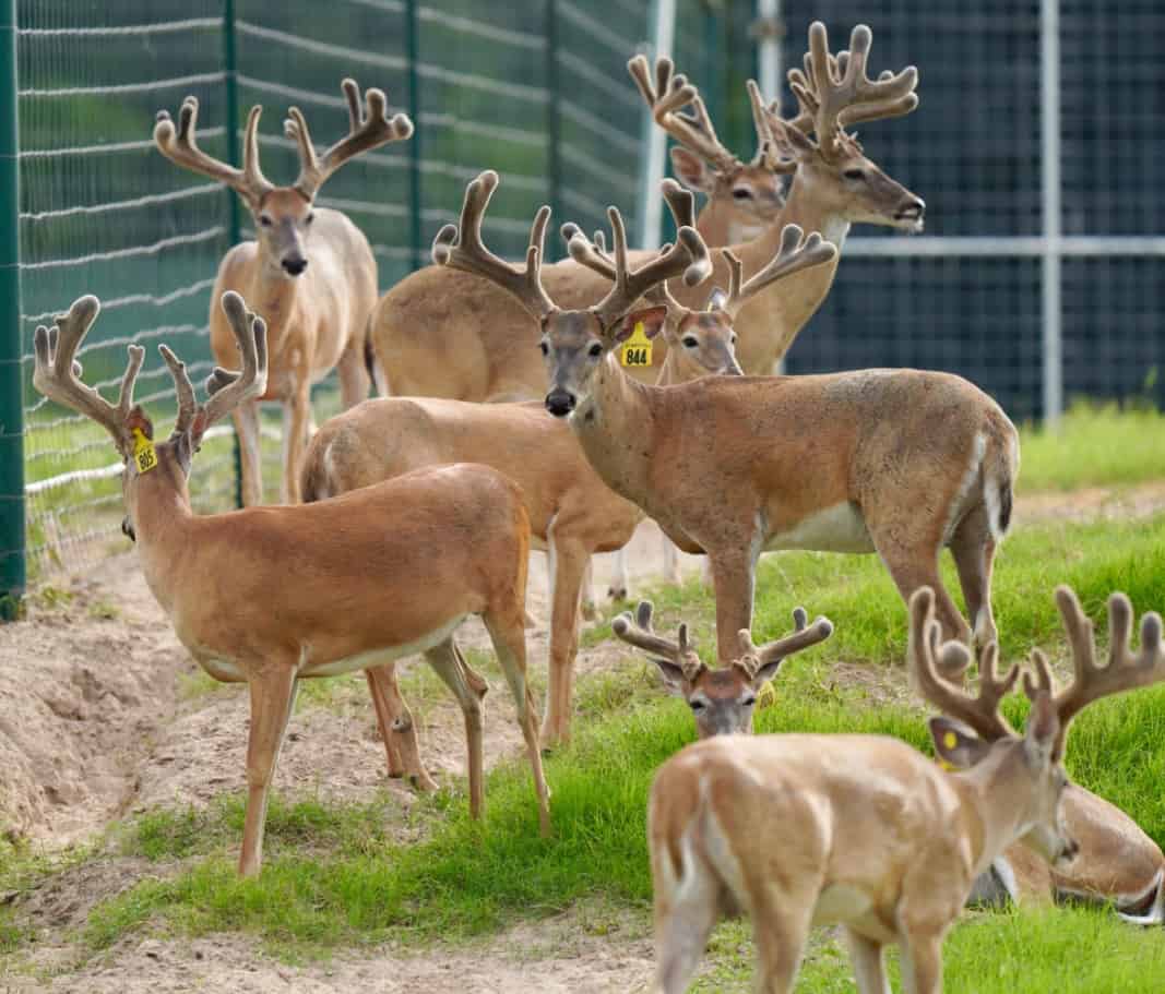 M3 Whitetails are Texas deer breeders that specialize in raising and selling whitetail Breeder Bucks, whitetail DMP Bucks, whitetail Stocker Bucks, as well as open and bred whitetail does. Big Texas Typicals are what buyers want when buying Texas DMP Bucks, Stocker Bucks, and Breeder Bucks. Our whitetail deer for sale are sure to impress prospective buyers and are priced competitively.
