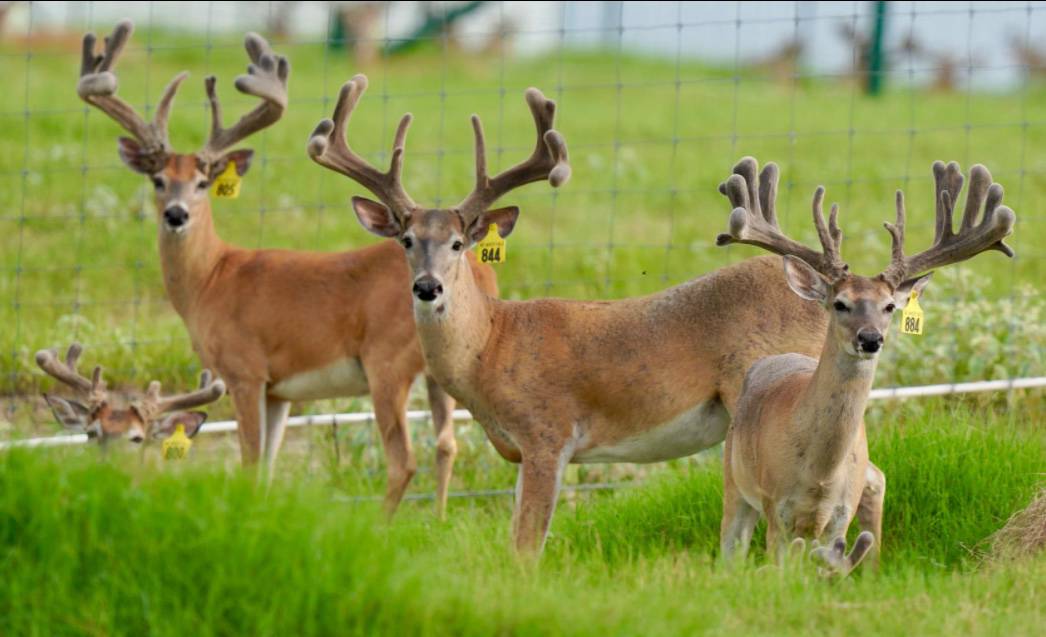 M3 Whitetails are Texas deer breeders that specialize in raising and selling whitetail Breeder Bucks, whitetail DMP Bucks, whitetail Stocker Bucks, as well as open and bred whitetail does. Big Texas Typicals are what buyers want when buying Texas DMP Bucks, Stocker Bucks, and Breeder Bucks. Our whitetail deer for sale are sure to impress prospective buyers and are priced competitively.