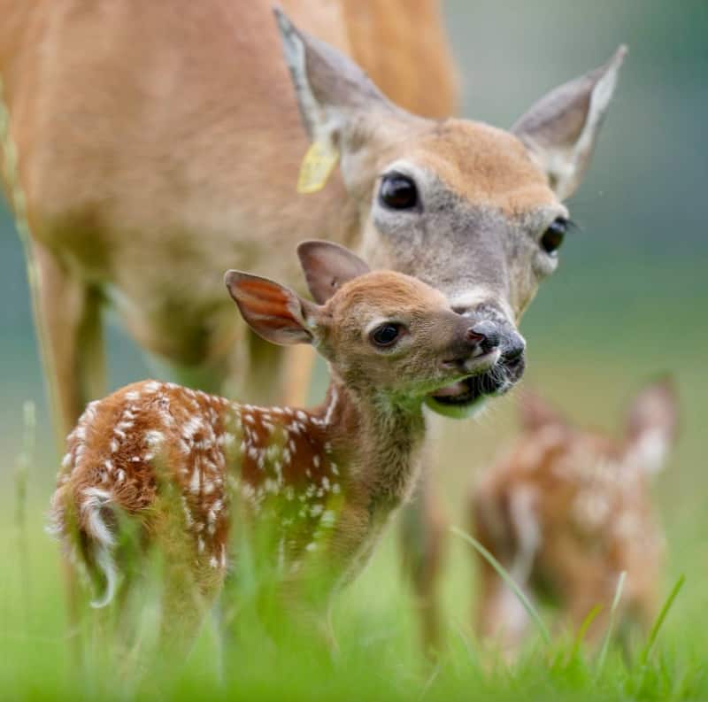 M3 Whitetails are Texas deer breeders that specialize in raising and selling whitetail Breeder Bucks, whitetail DMP Bucks, whitetail Stocker Bucks, as well as open and bred whitetail does. Big Texas Typicals are what buyers want when buying Texas DMP Bucks, Stocker Bucks, and Breeder Bucks. Our whitetail deer for sale are sure to impress prospective buyers and are priced competitively.