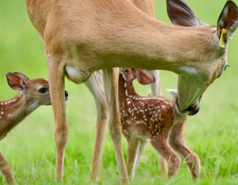 M3 Whitetails are Texas deer breeders that specialize in raising and selling whitetail Breeder Bucks, whitetail DMP Bucks, whitetail Stocker Bucks, as well as open and bred whitetail does. Big Texas Typicals are what buyers want when buying Texas DMP Bucks, Stocker Bucks, and Breeder Bucks. Our whitetail deer for sale are sure to impress prospective buyers and are priced competitively.