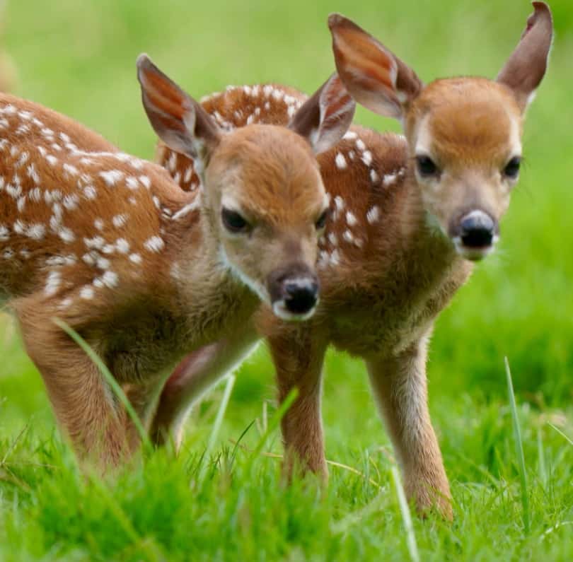 M3 Whitetails are Texas deer breeders that specialize in raising and selling whitetail Breeder Bucks, whitetail DMP Bucks, whitetail Stocker Bucks, as well as open and bred whitetail does. Big Texas Typicals are what buyers want when buying Texas DMP Bucks, Stocker Bucks, and Breeder Bucks. Our whitetail deer for sale are sure to impress prospective buyers and are priced competitively.