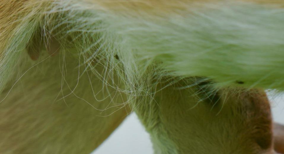 M3 Whitetails are Texas deer breeders that specialize in raising and selling whitetail Breeder Bucks, whitetail DMP Bucks, whitetail Stocker Bucks, as well as open and bred whitetail does. Big Texas Typicals are what buyers want when buying Texas DMP Bucks, Stocker Bucks, and Breeder Bucks. Our whitetail deer for sale are sure to impress prospective buyers and are priced competitively.