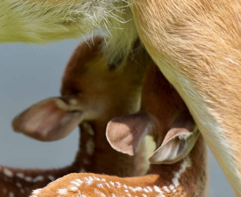 M3 Whitetails are Texas deer breeders that specialize in raising and selling whitetail Breeder Bucks, whitetail DMP Bucks, whitetail Stocker Bucks, as well as open and bred whitetail does. Big Texas Typicals are what buyers want when buying Texas DMP Bucks, Stocker Bucks, and Breeder Bucks. Our whitetail deer for sale are sure to impress prospective buyers and are priced competitively.