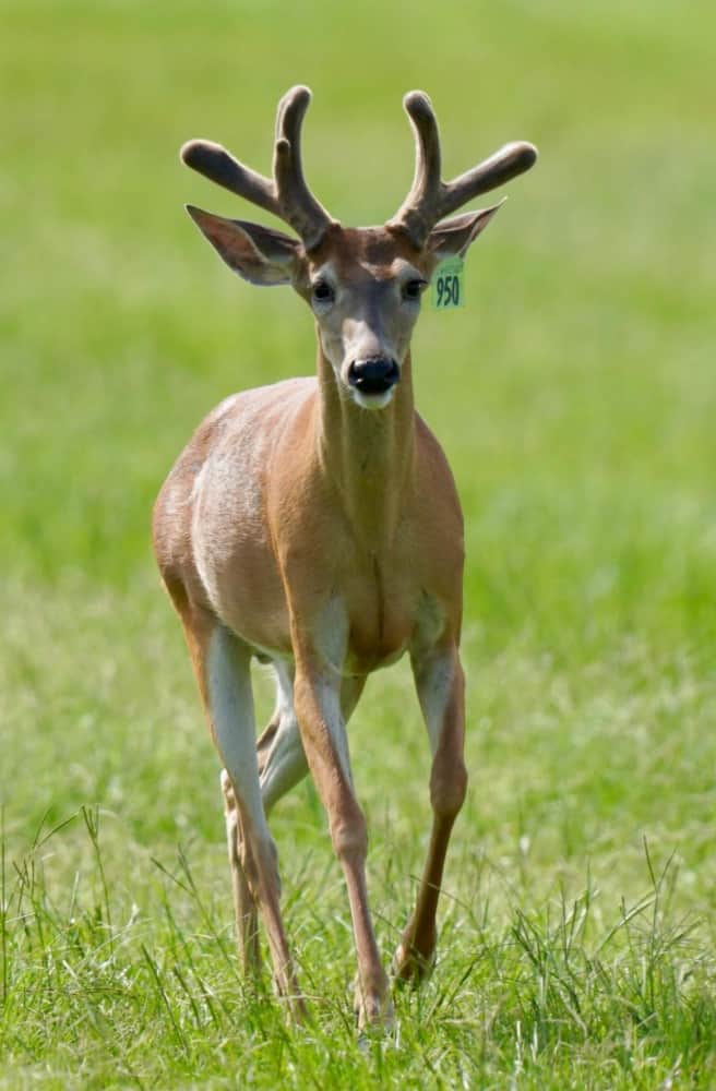 This M3 Whitetails buck is growing out nicely at our Texas whitetail deer farm. M3 Whitetails are Texas deer breeders that specialize in raising and selling whitetail Breeder Bucks, whitetail DMP Bucks, whitetail Stocker Bucks, as well as open and bred whitetail does. Big Texas Typicals are what buyers want when buying Texas DMP Bucks, Stocker Bucks, and Breeder Bucks. Our whitetail deer for sale are sure to impress prospective buyers and are priced competitively.