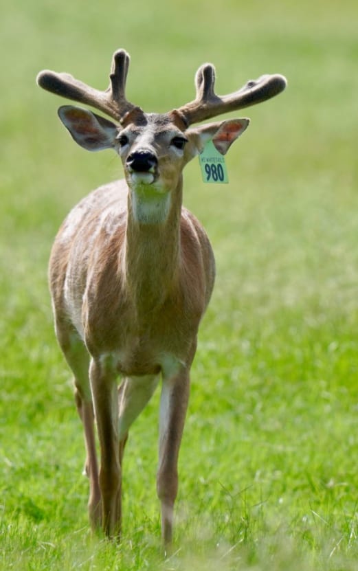 This M3 Whitetails buck is growing out nicely at our Texas whitetail deer farm. M3 Whitetails are Texas deer breeders that specialize in raising and selling whitetail Breeder Bucks, whitetail DMP Bucks, whitetail Stocker Bucks, as well as open and bred whitetail does. Big Texas Typicals are what buyers want when buying Texas DMP Bucks, Stocker Bucks, and Breeder Bucks. Our whitetail deer for sale are sure to impress prospective buyers and are priced competitively.