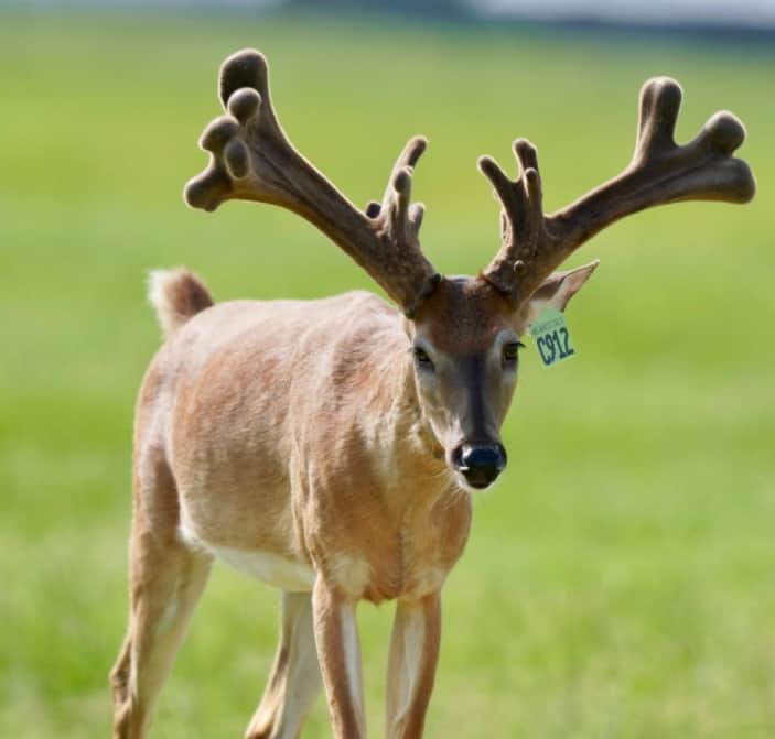 This M3 Whitetails buck is growing out nicely at our Texas whitetail deer farm. M3 Whitetails are Texas deer breeders that specialize in raising and selling whitetail Breeder Bucks, whitetail DMP Bucks, whitetail Stocker Bucks, as well as open and bred whitetail does. Big Texas Typicals are what buyers want when buying Texas DMP Bucks, Stocker Bucks, and Breeder Bucks. Our whitetail deer for sale are sure to impress prospective buyers and are priced competitively.
