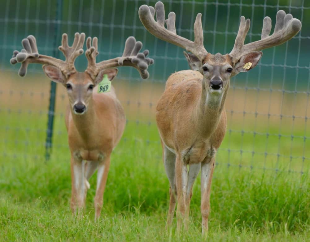 M3 Whitetails are Texas deer breeders that specialize in raising and selling whitetail Breeder Bucks, whitetail DMP Bucks, whitetail Stocker Bucks, as well as open and bred whitetail does. Big Texas Typicals are what buyers want when buying Texas DMP Bucks, Stocker Bucks, and Breeder Bucks. Our whitetail deer for sale are sure to impress prospective buyers and are priced competitively.
