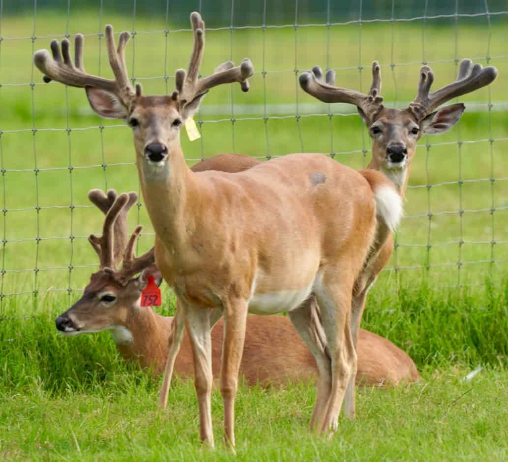 M3 Whitetails are Texas deer breeders that specialize in raising and selling whitetail Breeder Bucks, whitetail DMP Bucks, whitetail Stocker Bucks, as well as open and bred whitetail does. Big Texas Typicals are what buyers want when buying Texas DMP Bucks, Stocker Bucks, and Breeder Bucks. Our whitetail deer for sale are sure to impress prospective buyers and are priced competitively.
