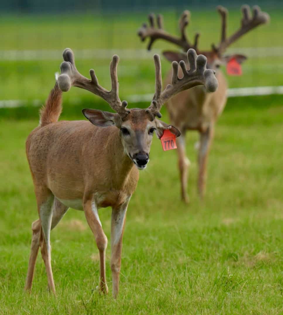 M3 Whitetails are Texas deer breeders that specialize in raising and selling whitetail Breeder Bucks, whitetail DMP Bucks, whitetail Stocker Bucks, as well as open and bred whitetail does. Big Texas Typicals are what buyers want when buying Texas DMP Bucks, Stocker Bucks, and Breeder Bucks. Our whitetail deer for sale are sure to impress prospective buyers and are priced competitively.