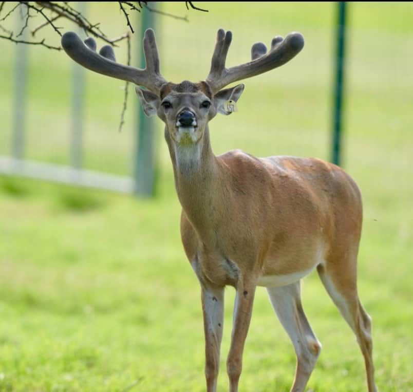 This M3 Whitetails buck is growing out nicely at our Texas whitetail deer farm. M3 Whitetails are Texas deer breeders that specialize in raising and selling whitetail Breeder Bucks, whitetail DMP Bucks, whitetail Stocker Bucks, as well as open and bred whitetail does. Big Texas Typicals are what buyers want when buying Texas DMP Bucks, Stocker Bucks, and Breeder Bucks. Our whitetail deer for sale are sure to impress prospective buyers and are priced competitively.