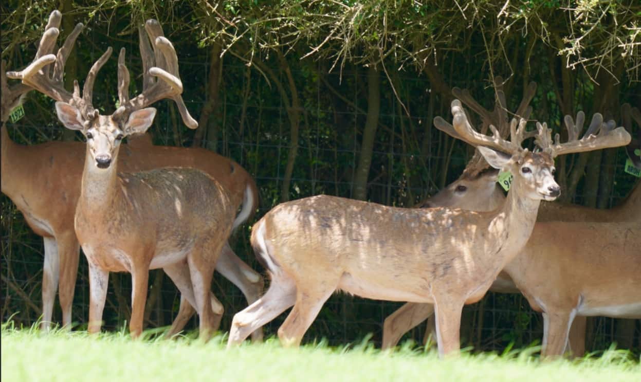 M3 Whitetails are Texas deer breeders that specialize in raising and selling whitetail Breeder Bucks, whitetail DMP Bucks, whitetail Stocker Bucks, as well as open and bred whitetail does. Big Texas Typicals are what buyers want when buying Texas DMP Bucks, Stocker Bucks, and Breeder Bucks. Our whitetail deer for sale are sure to impress prospective buyers and are priced competitively.