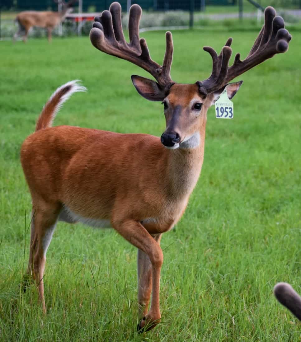 M3 Whitetails are Texas deer breeders that specialize in raising and selling whitetail Breeder Bucks, whitetail DMP Bucks, whitetail Stocker Bucks, as well as open and bred whitetail does. Big Texas Typicals are what buyers want when buying Texas DMP Bucks, Stocker Bucks, and Breeder Bucks. Our whitetail deer for sale are sure to impress prospective buyers and are priced competitively.