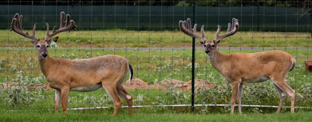 M3 Whitetails are Texas deer breeders that specialize in raising and selling whitetail Breeder Bucks, whitetail DMP Bucks, whitetail Stocker Bucks, as well as open and bred whitetail does. Big Texas Typicals are what buyers want when buying Texas DMP Bucks, Stocker Bucks, and Breeder Bucks. Our whitetail deer for sale are sure to impress prospective buyers and are priced competitively.