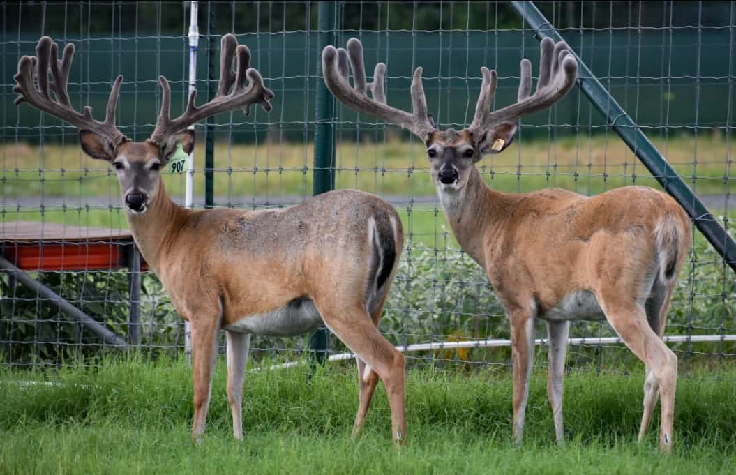 M3 Whitetails are Texas deer breeders that specialize in raising and selling whitetail Breeder Bucks, whitetail DMP Bucks, whitetail Stocker Bucks, as well as open and bred whitetail does. Big Texas Typicals are what buyers want when buying Texas DMP Bucks, Stocker Bucks, and Breeder Bucks. Our whitetail deer for sale are sure to impress prospective buyers and are priced competitively.