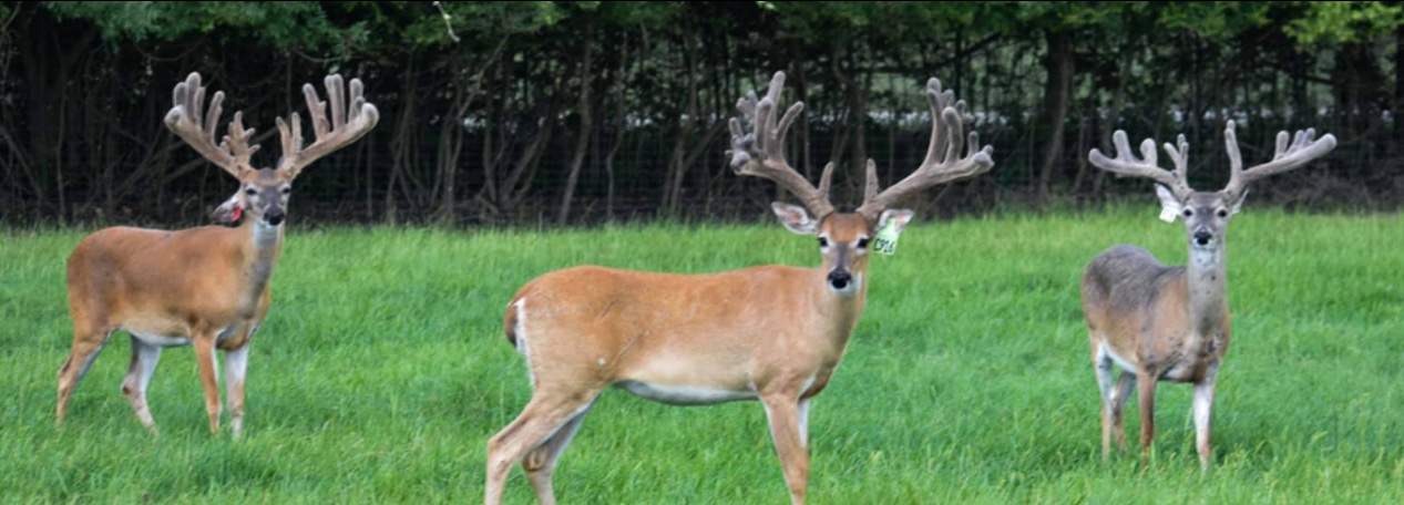 M3 Whitetails are Texas deer breeders that specialize in raising and selling whitetail Breeder Bucks, whitetail DMP Bucks, whitetail Stocker Bucks, as well as open and bred whitetail does. Big Texas Typicals are what buyers want when buying Texas DMP Bucks, Stocker Bucks, and Breeder Bucks. Our whitetail deer for sale are sure to impress prospective buyers and are priced competitively.