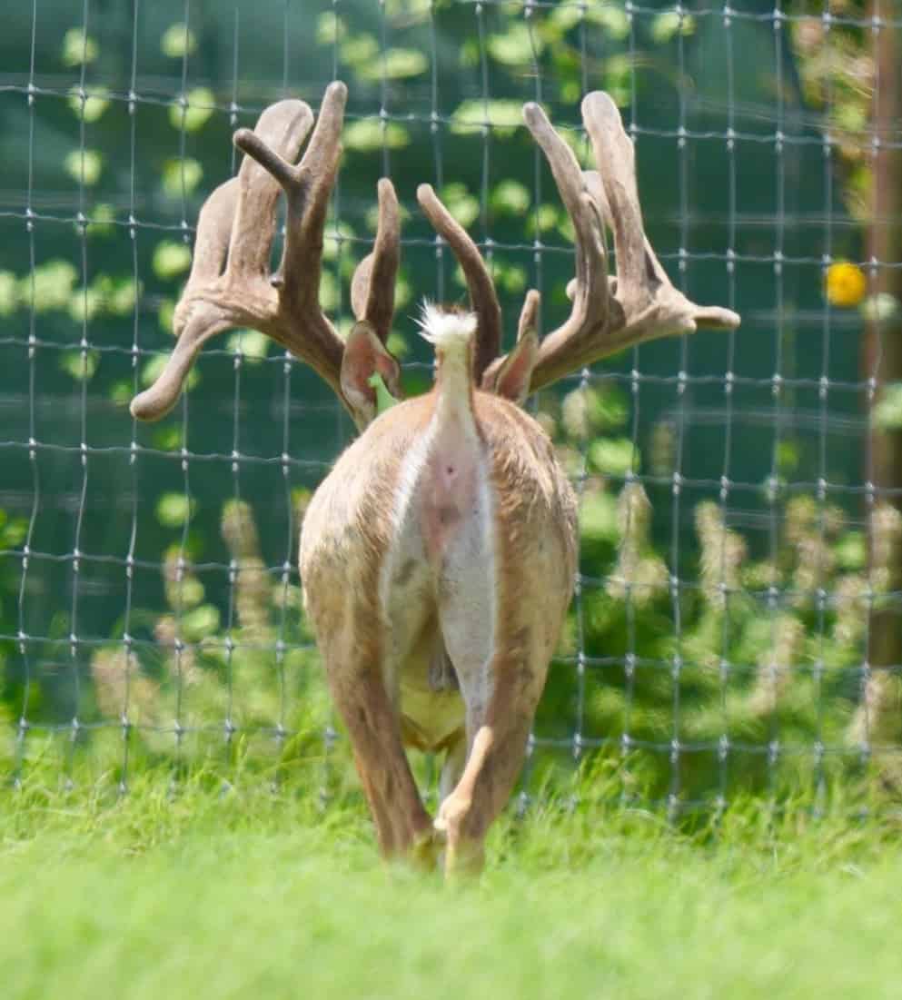 M3 Whitetails are Texas deer breeders that specialize in raising and selling whitetail Breeder Bucks, whitetail DMP Bucks, whitetail Stocker Bucks, as well as open and bred whitetail does. Big Texas Typicals are what buyers want when buying Texas DMP Bucks, Stocker Bucks, and Breeder Bucks. Our whitetail deer for sale are sure to impress prospective buyers and are priced competitively.