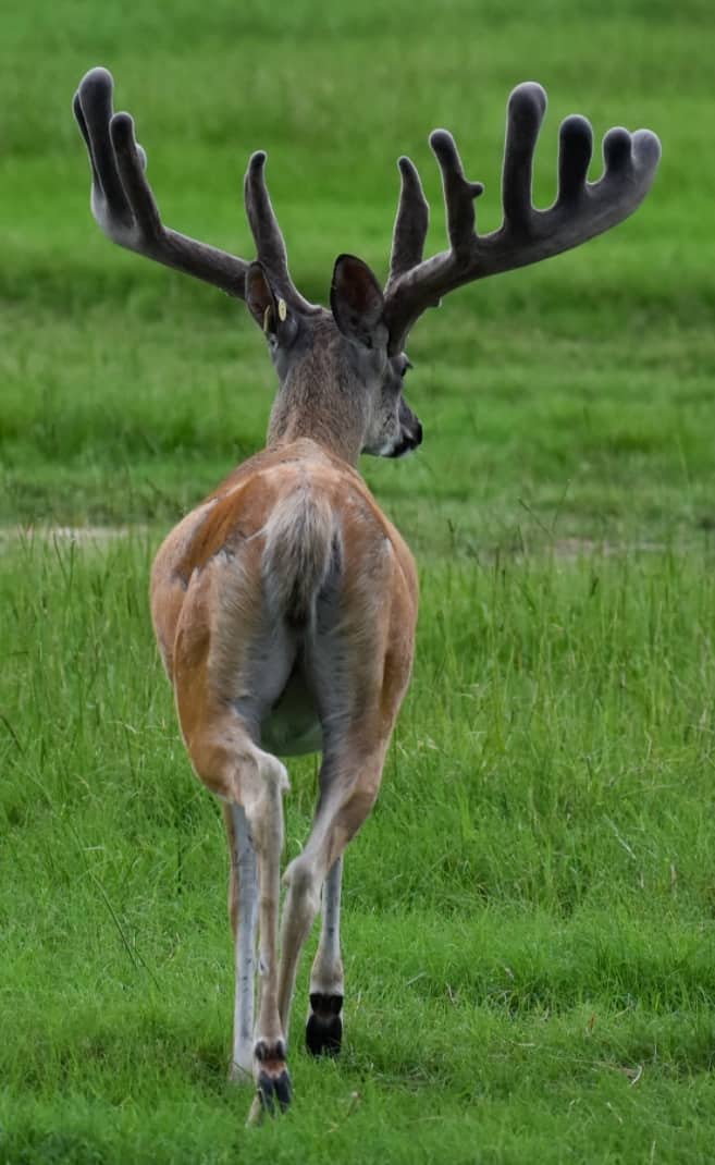 M3 Whitetails are Texas deer breeders that specialize in raising and selling whitetail Breeder Bucks, whitetail DMP Bucks, whitetail Stocker Bucks, as well as open and bred whitetail does. Big Texas Typicals are what buyers want when buying Texas DMP Bucks, Stocker Bucks, and Breeder Bucks. Our whitetail deer for sale are sure to impress prospective buyers and are priced competitively.